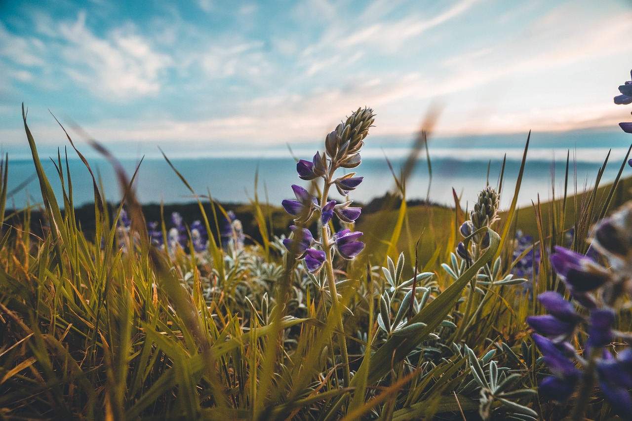 grass flowers field free photo