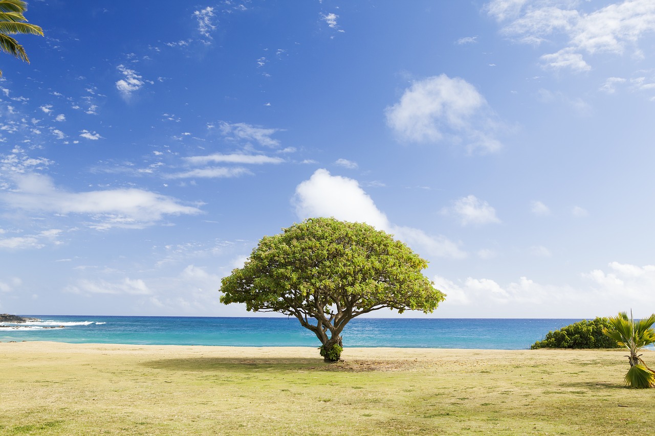 grass trees blue free photo