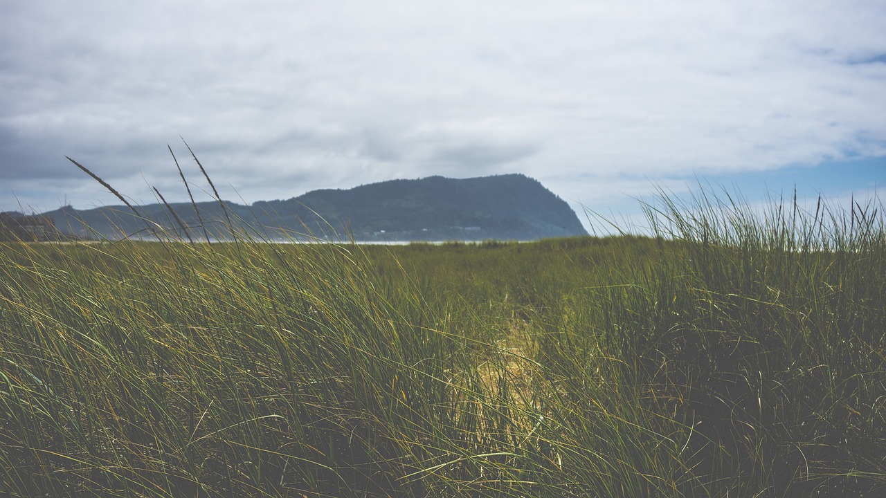 grass field outdoors free photo