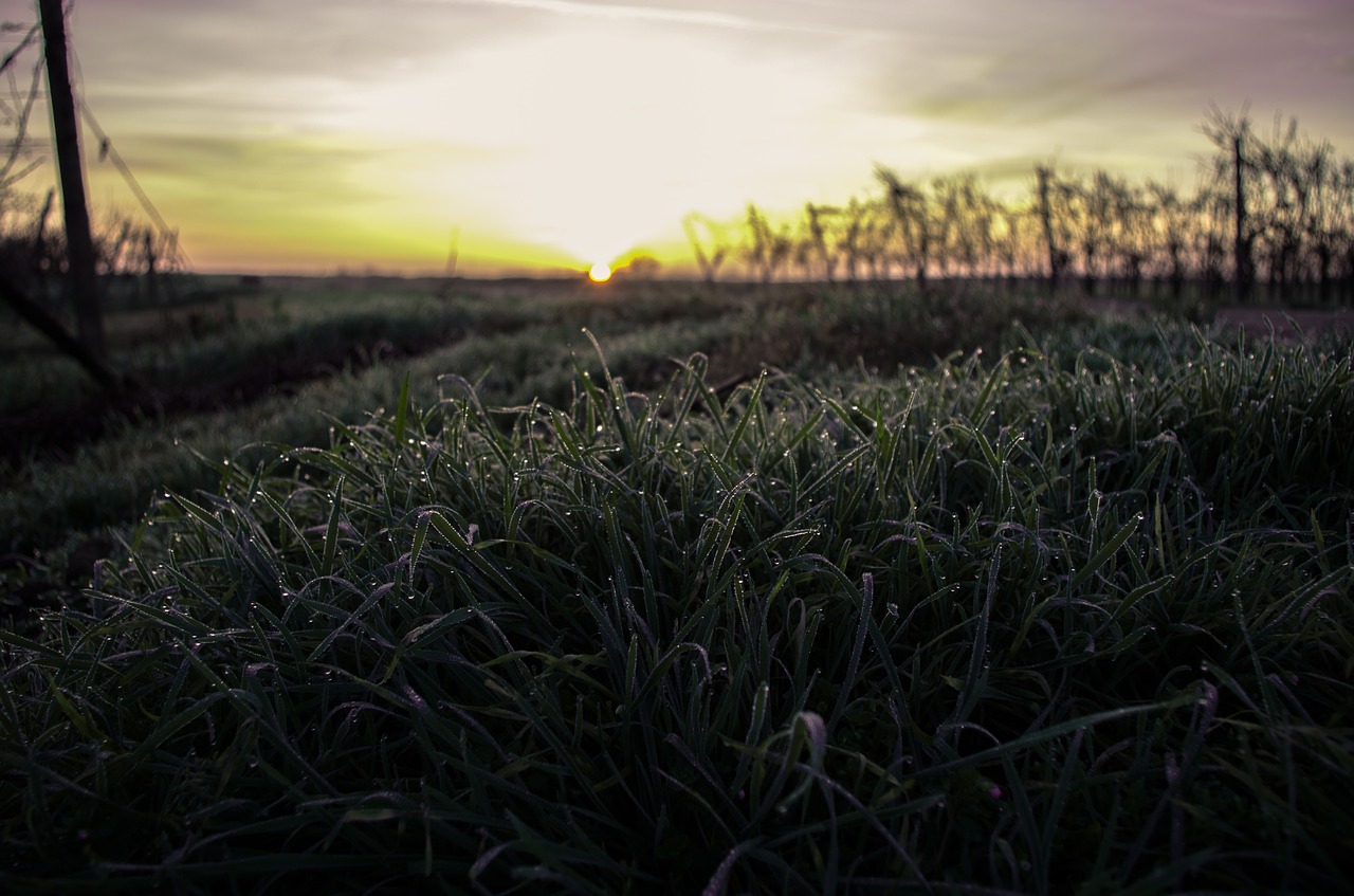 grass sunset nature free photo