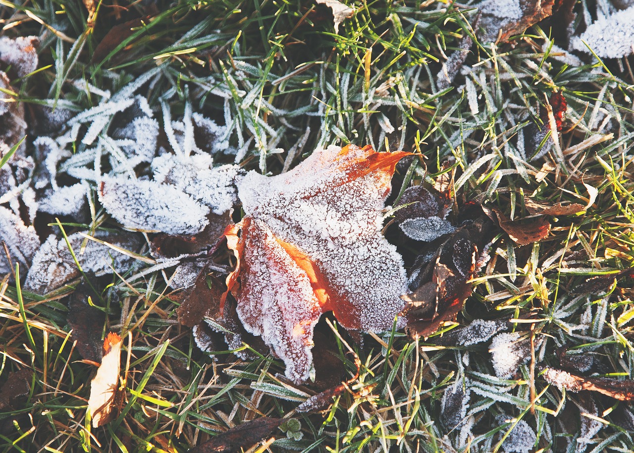 grass ground leaves free photo