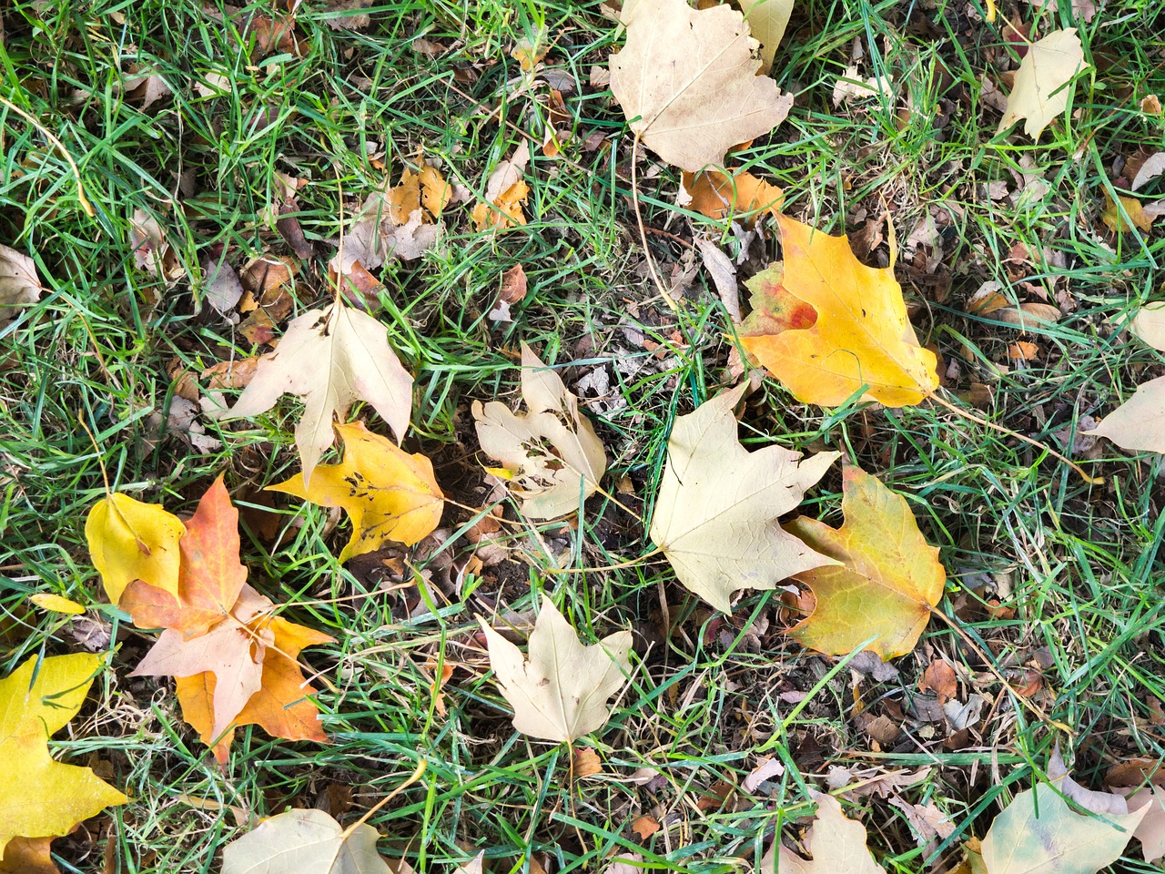 grass ground leaves free photo