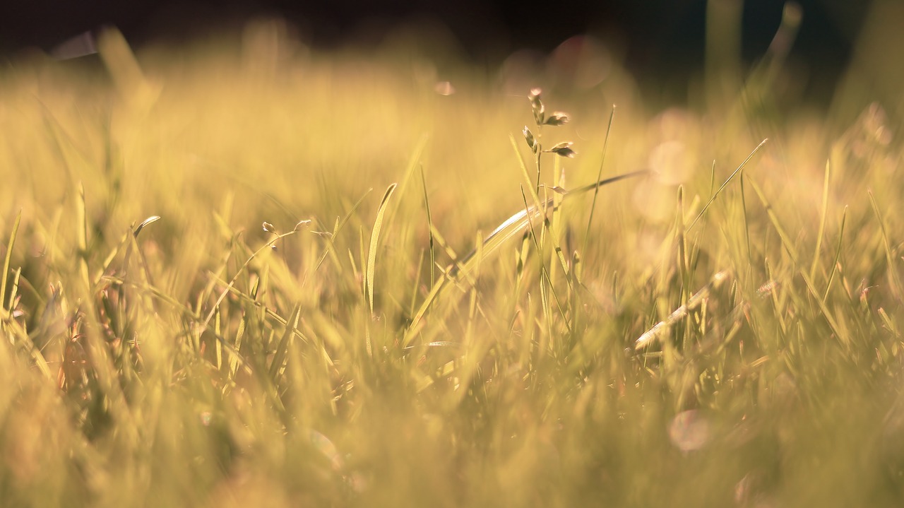 grass field plants free photo