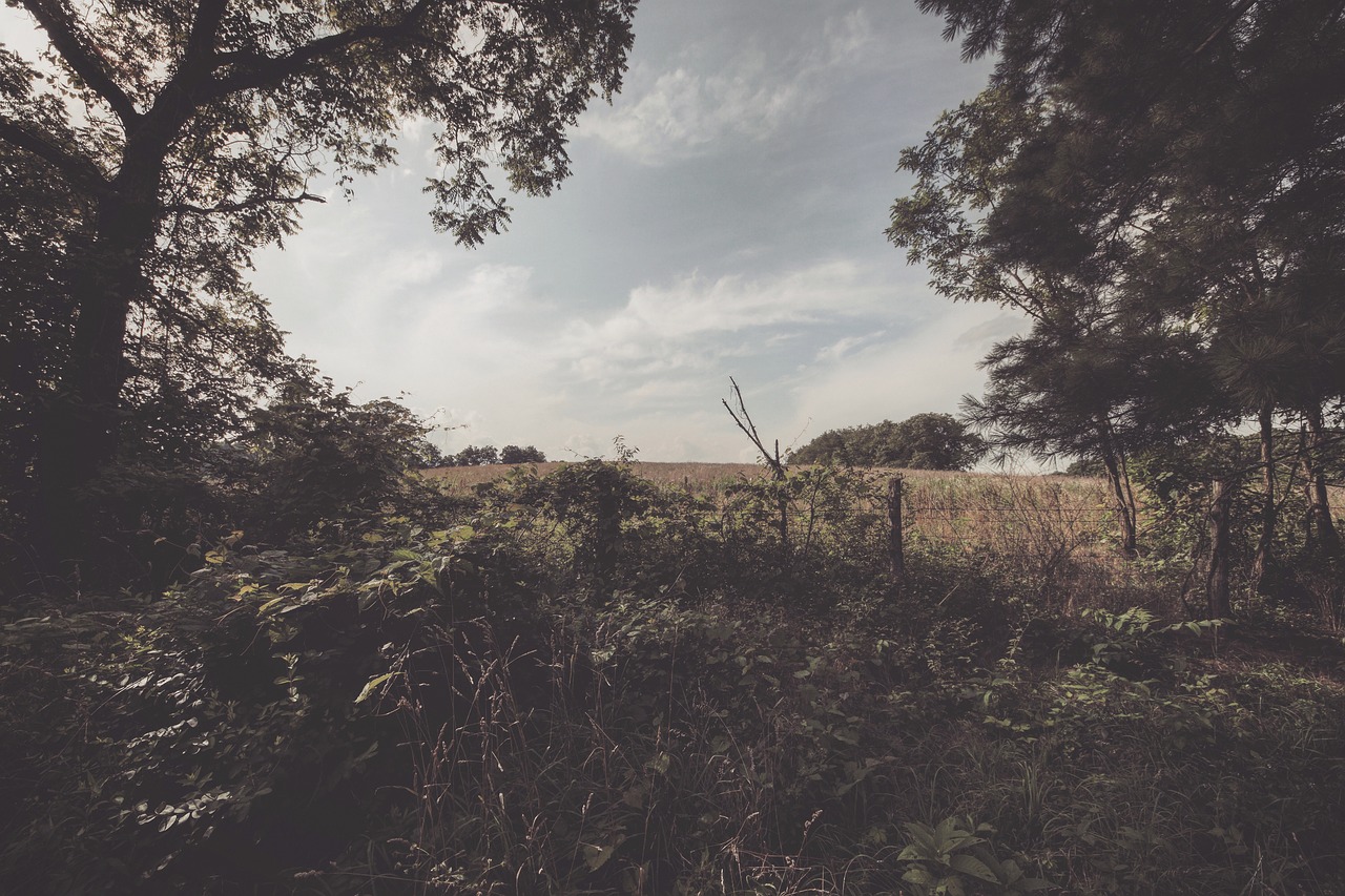 grass bushes trees free photo