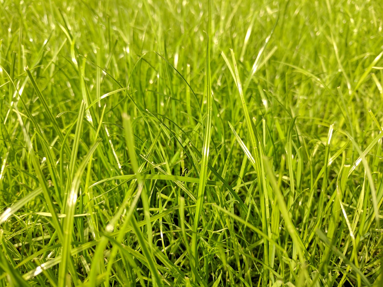 grass green lawn free photo