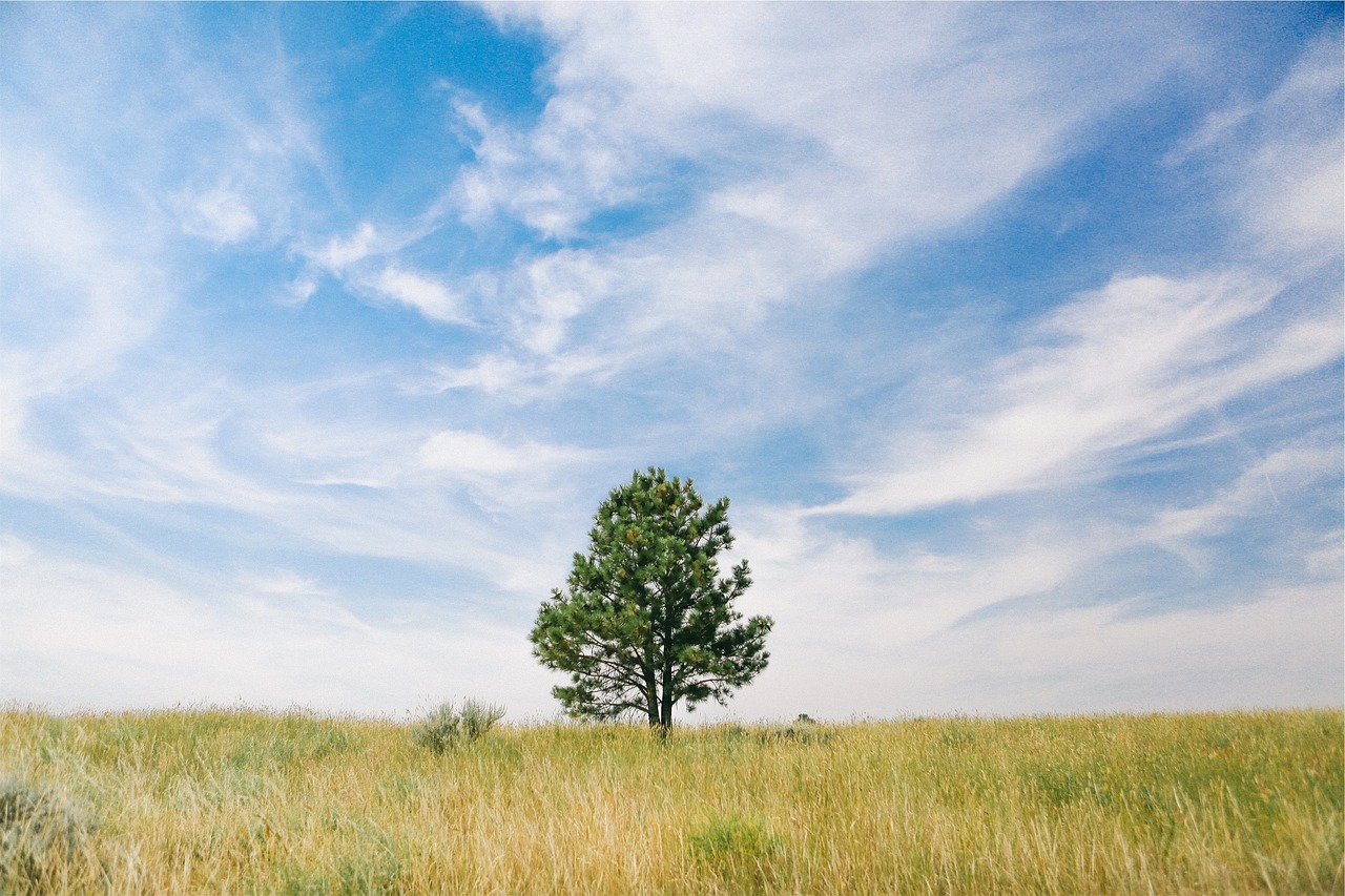 grass field tree free photo