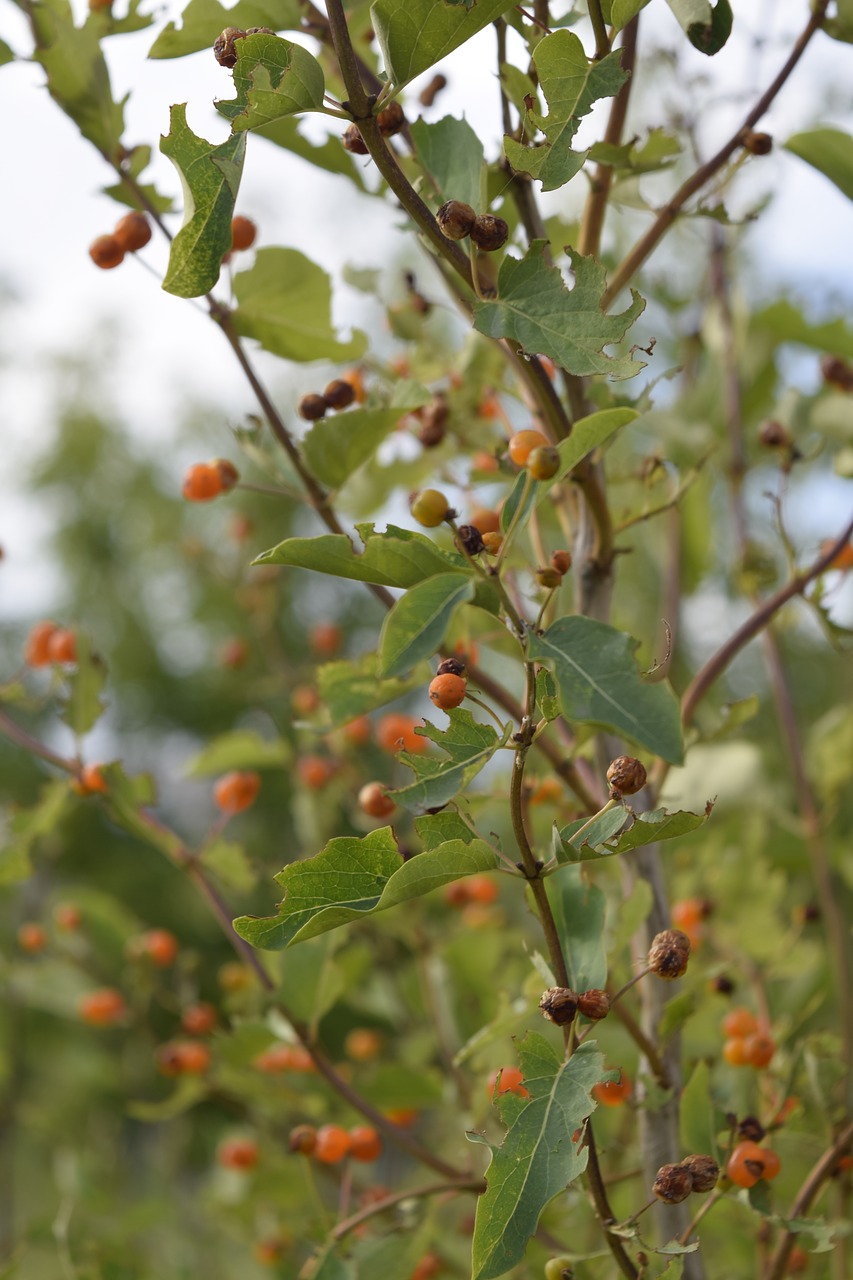 grass berry nature free photo