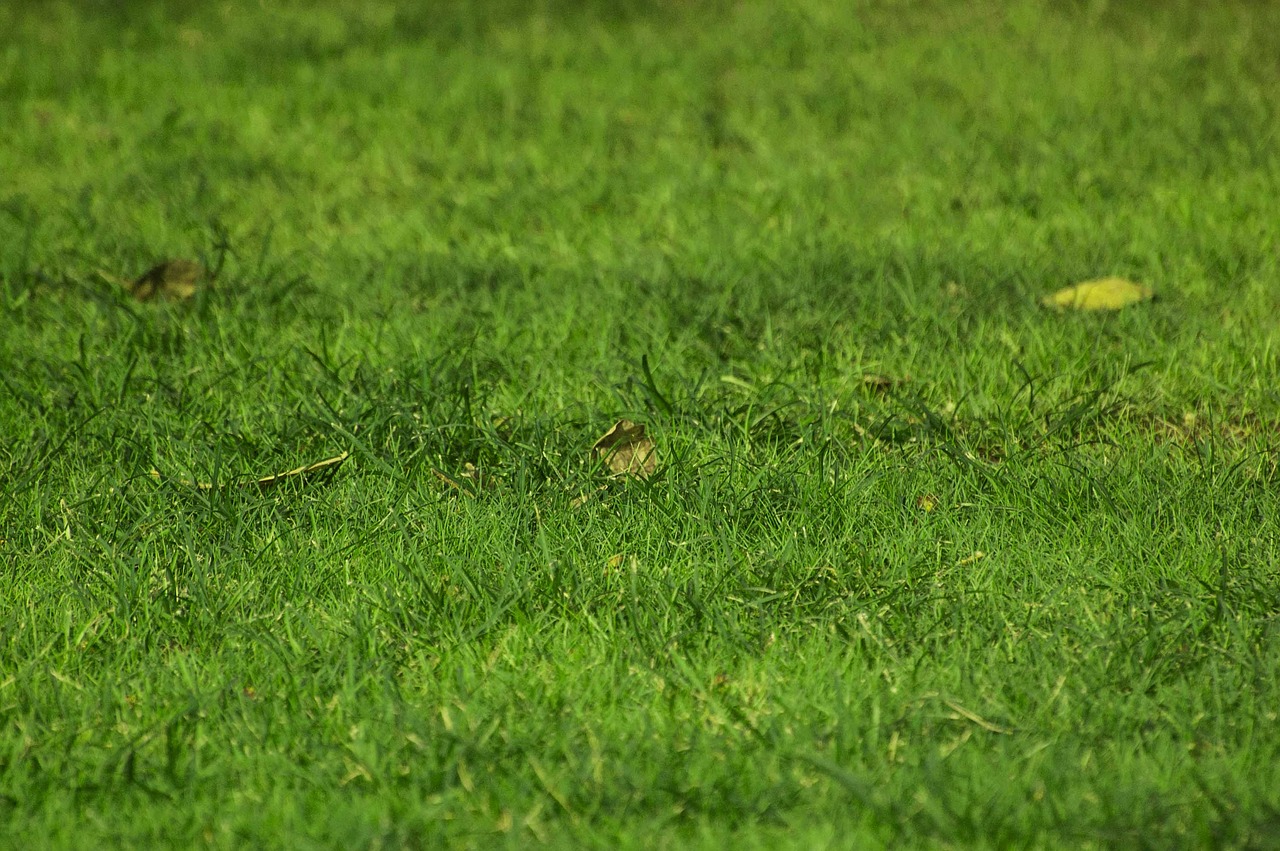 grass wild outdoor free photo