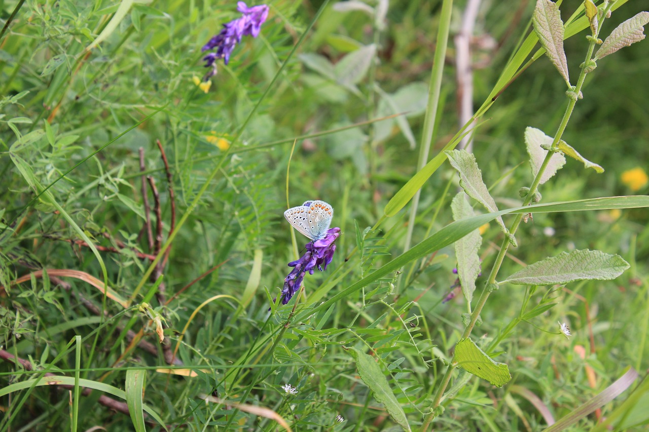 grass butterfly nature free photo