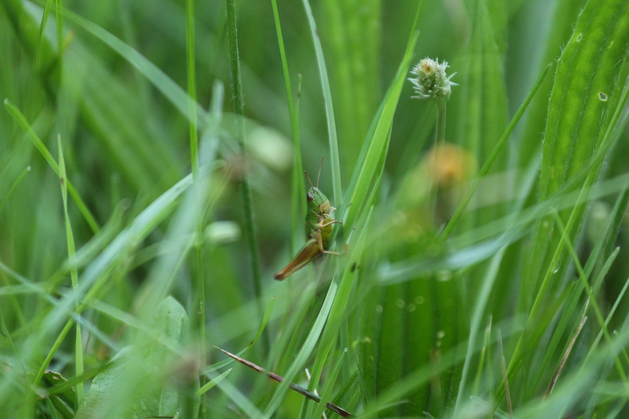 grass grasshopper insect free photo