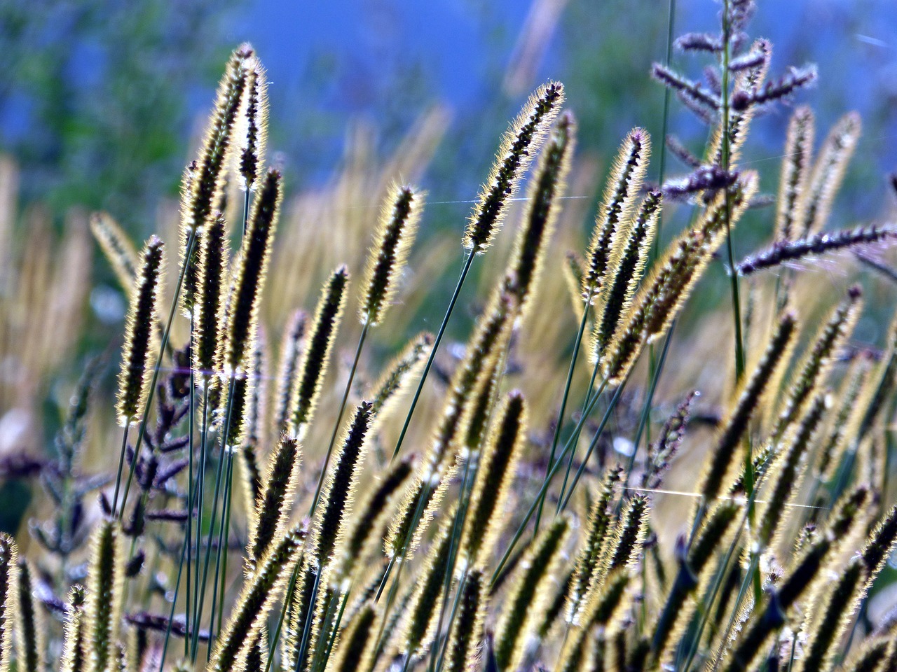 grass against the light sun free photo