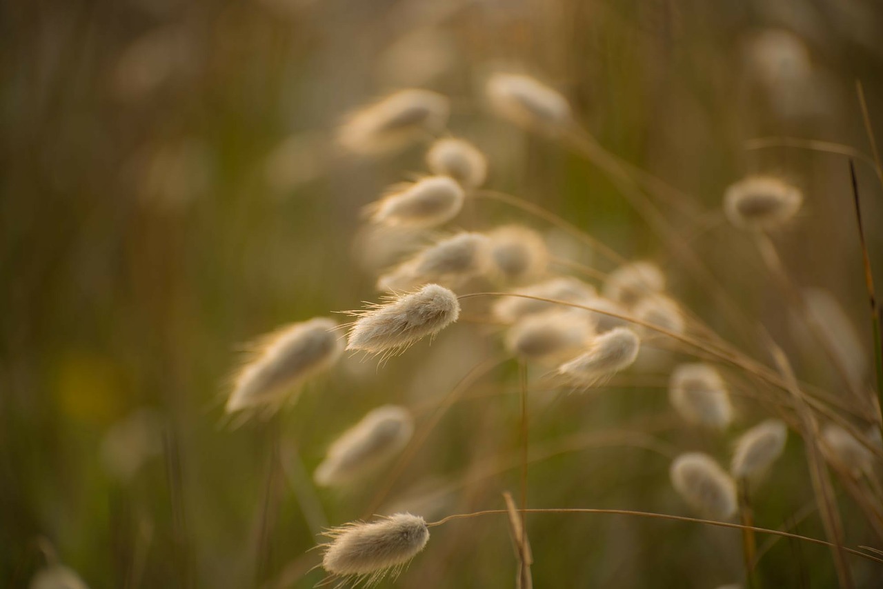 grass rabbit tail grass backlit free photo