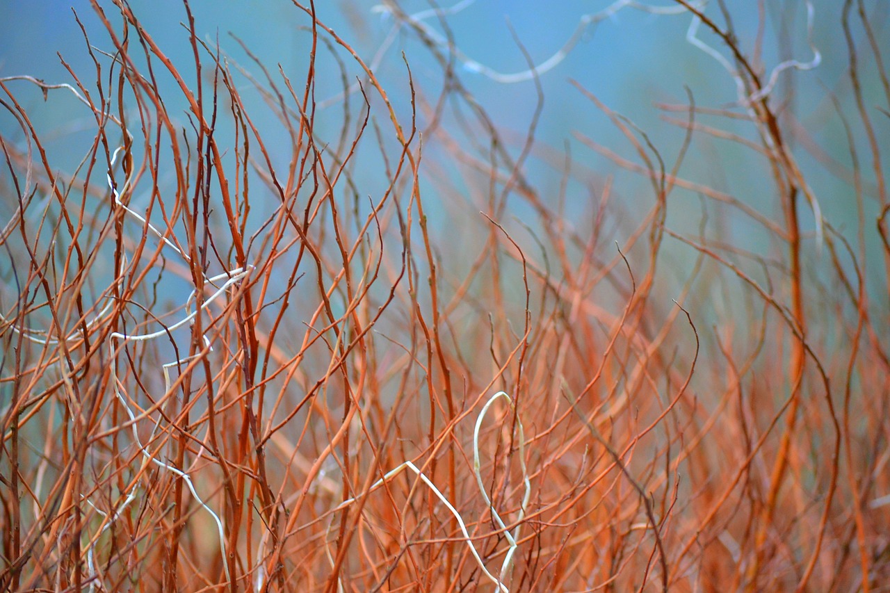 grass brown nature free photo