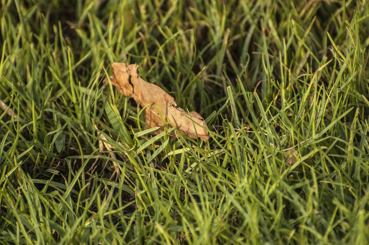 grass leaf nature free photo