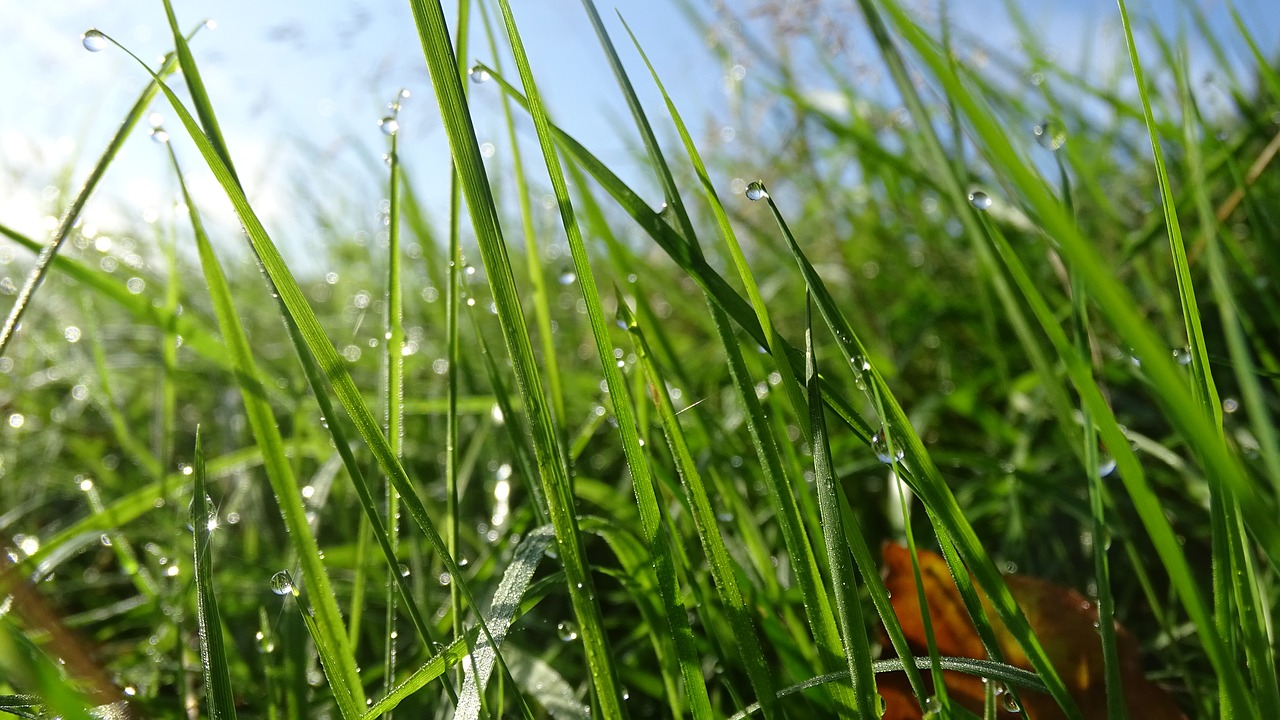 grass pasture dew free photo