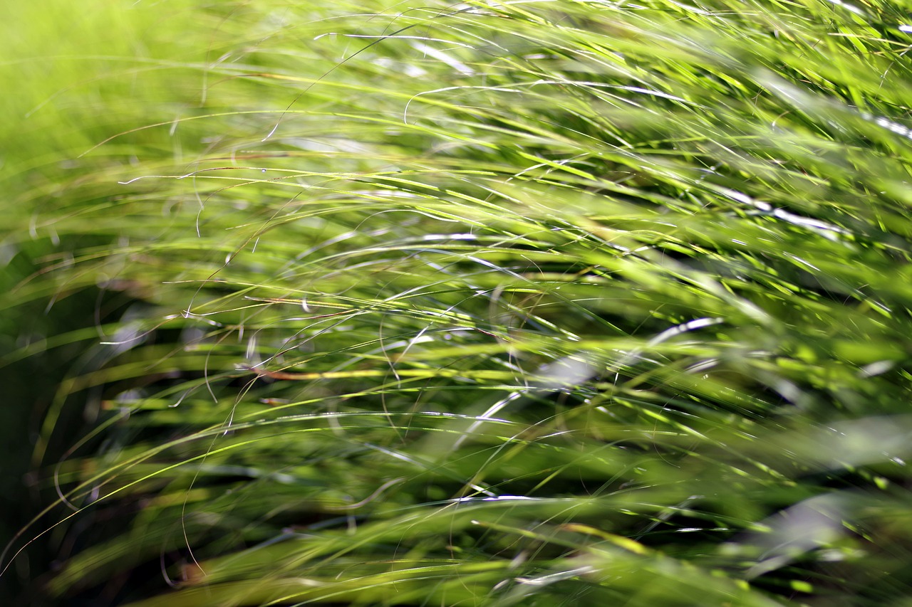 grass fancy vegetation free photo