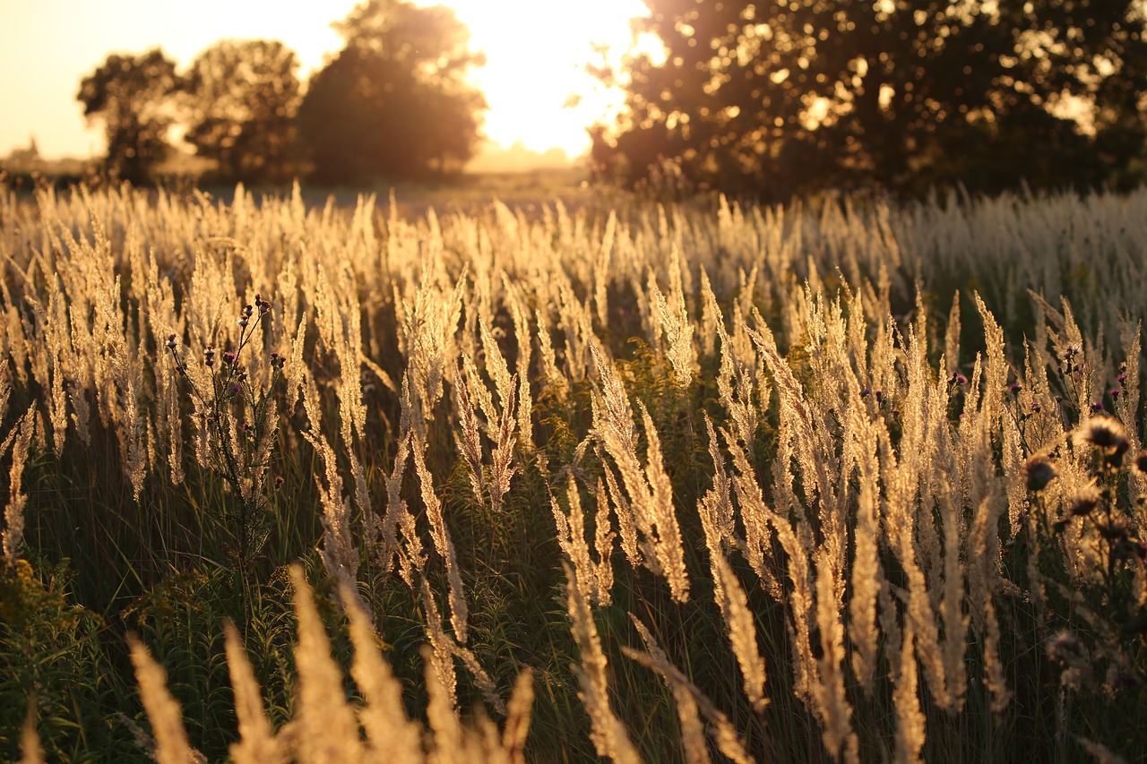 grass evening sunset free photo