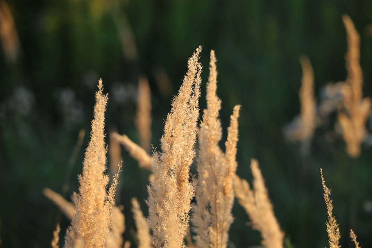 grass evening sunset free photo