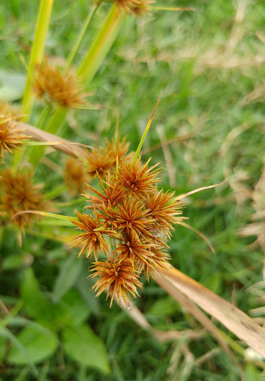 grass flower meadow free photo