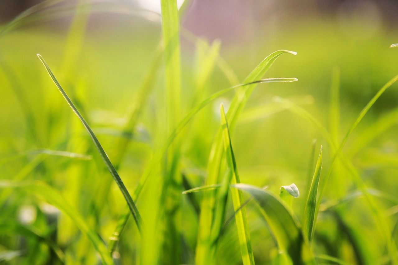 grass background solid free photo