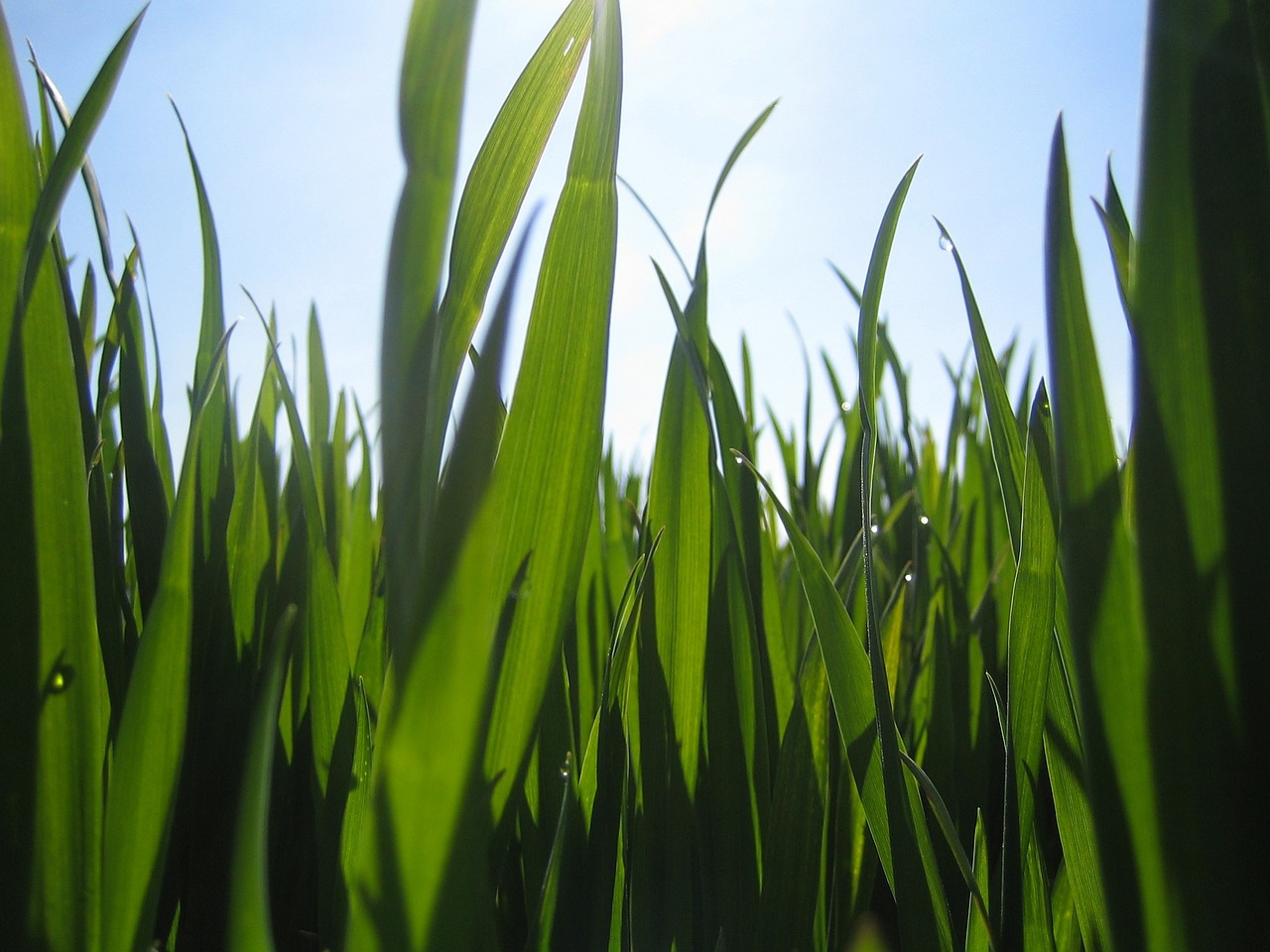 grass back light flora free photo