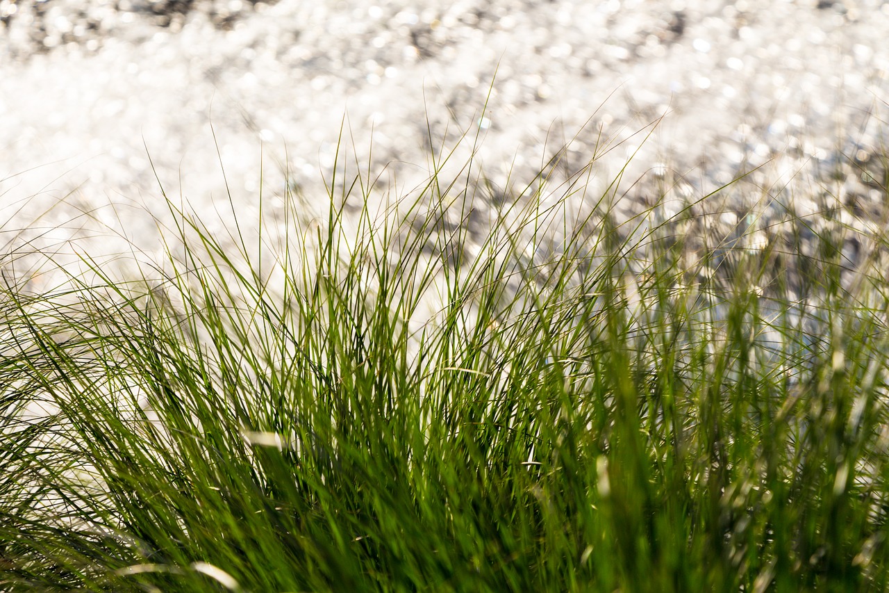 grass nature plant free photo