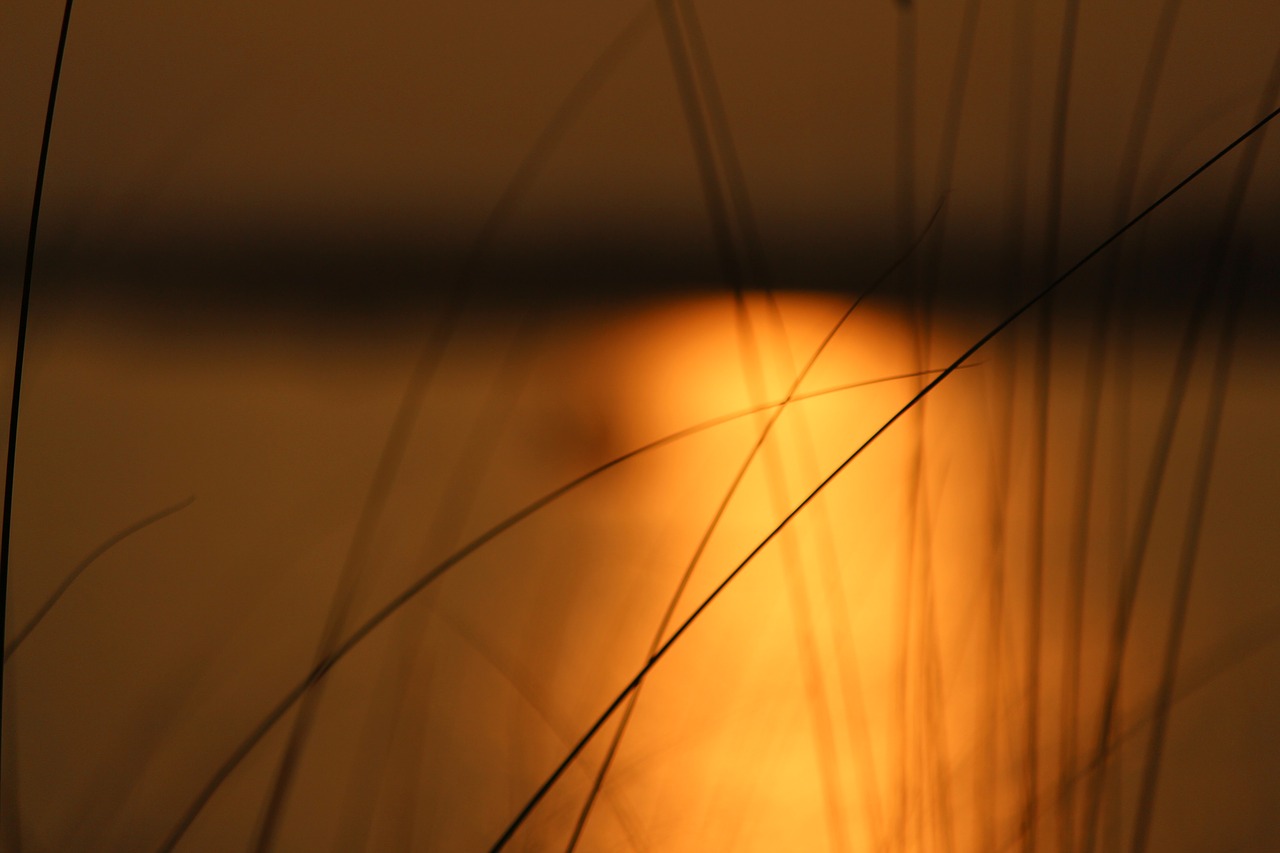 grass river grass beside river free photo