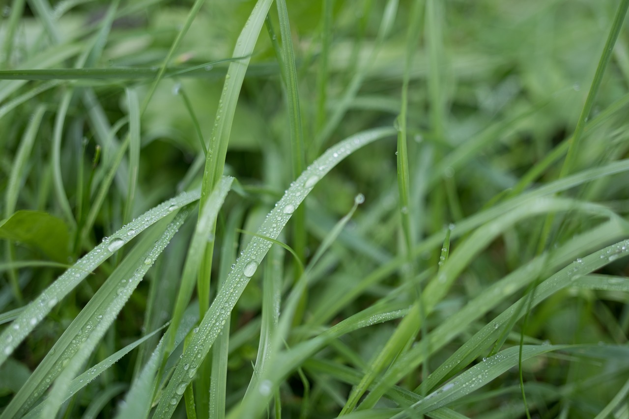 grass wet cold free photo