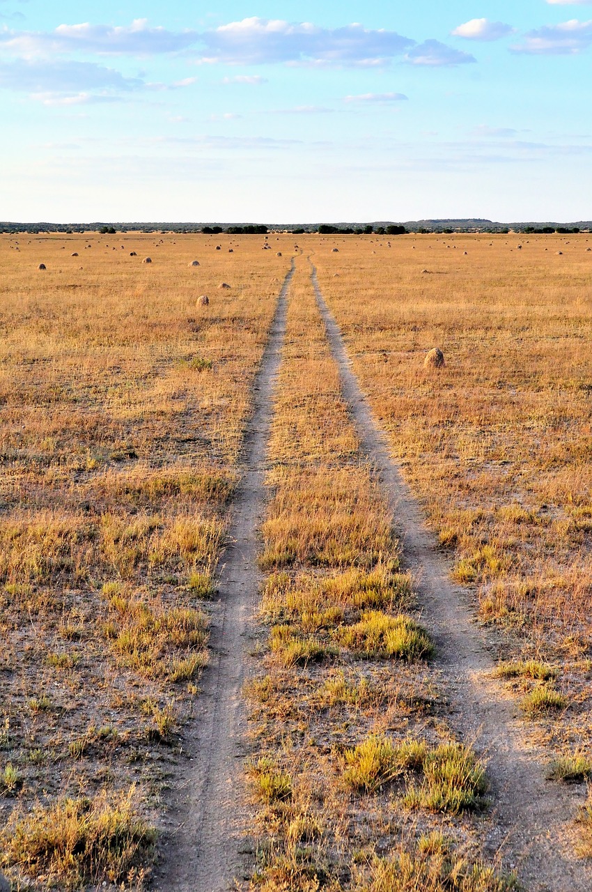 grass veld track free photo