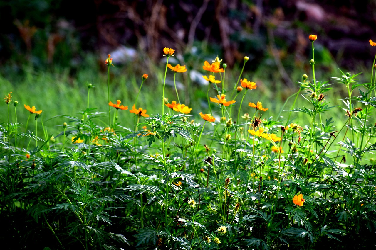 grass green nature free photo