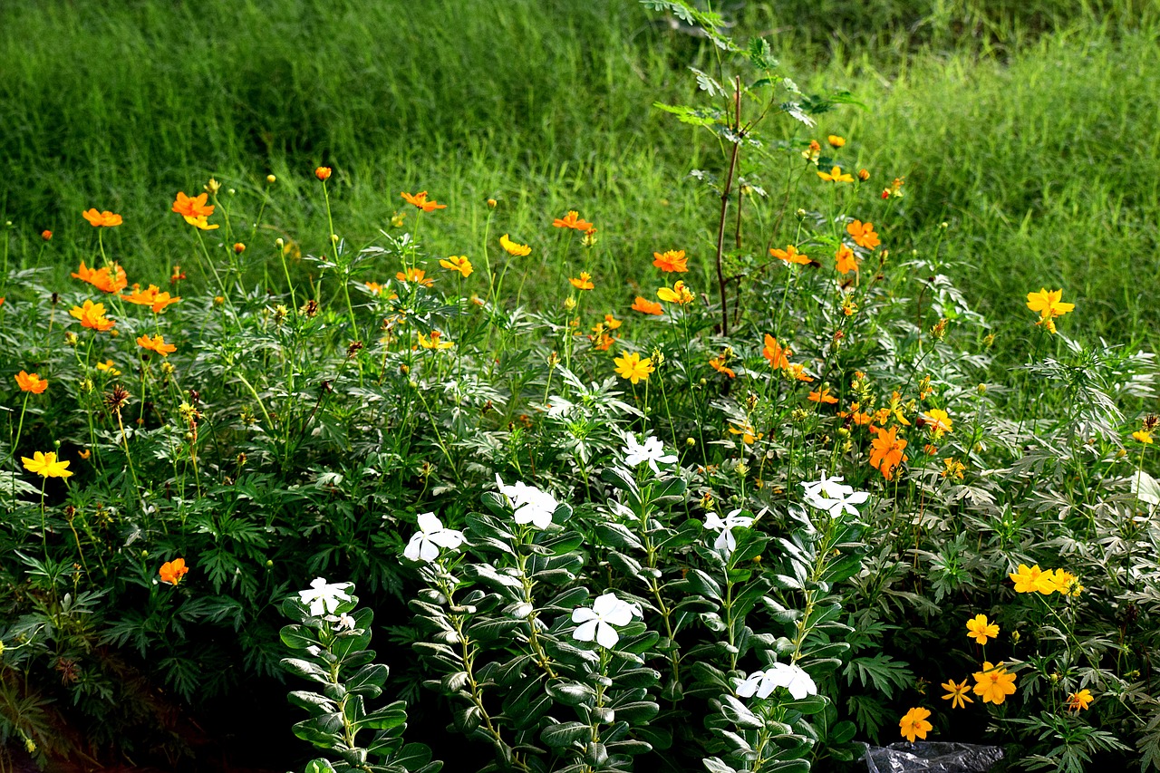 grass green flowers free photo