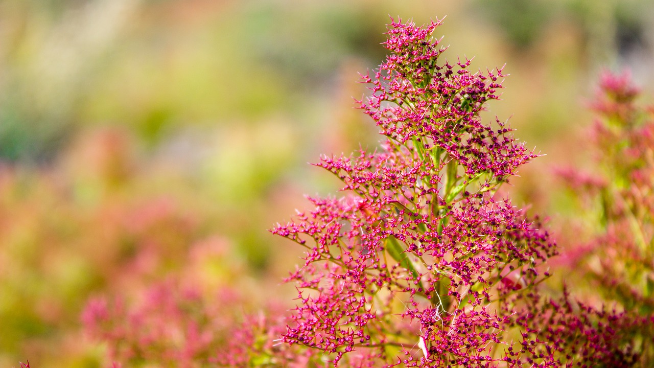 grass flowers plant free photo