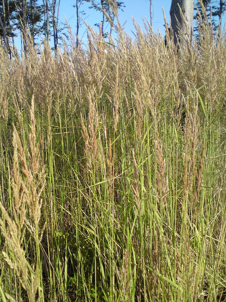 grass plants nature free photo