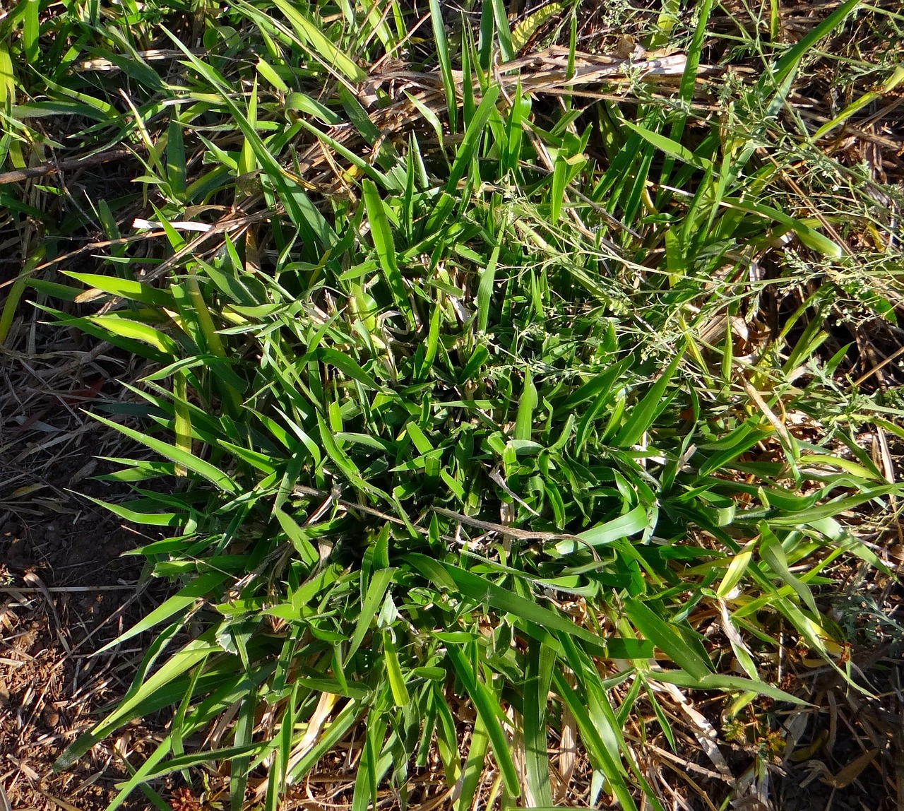 grass biomass hulikatti free photo