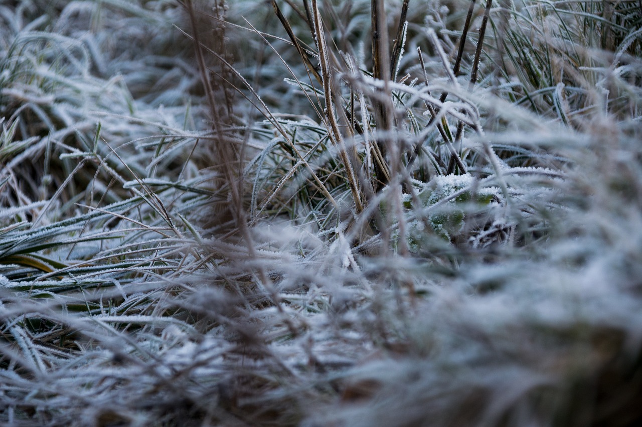 grass winter frozen free photo