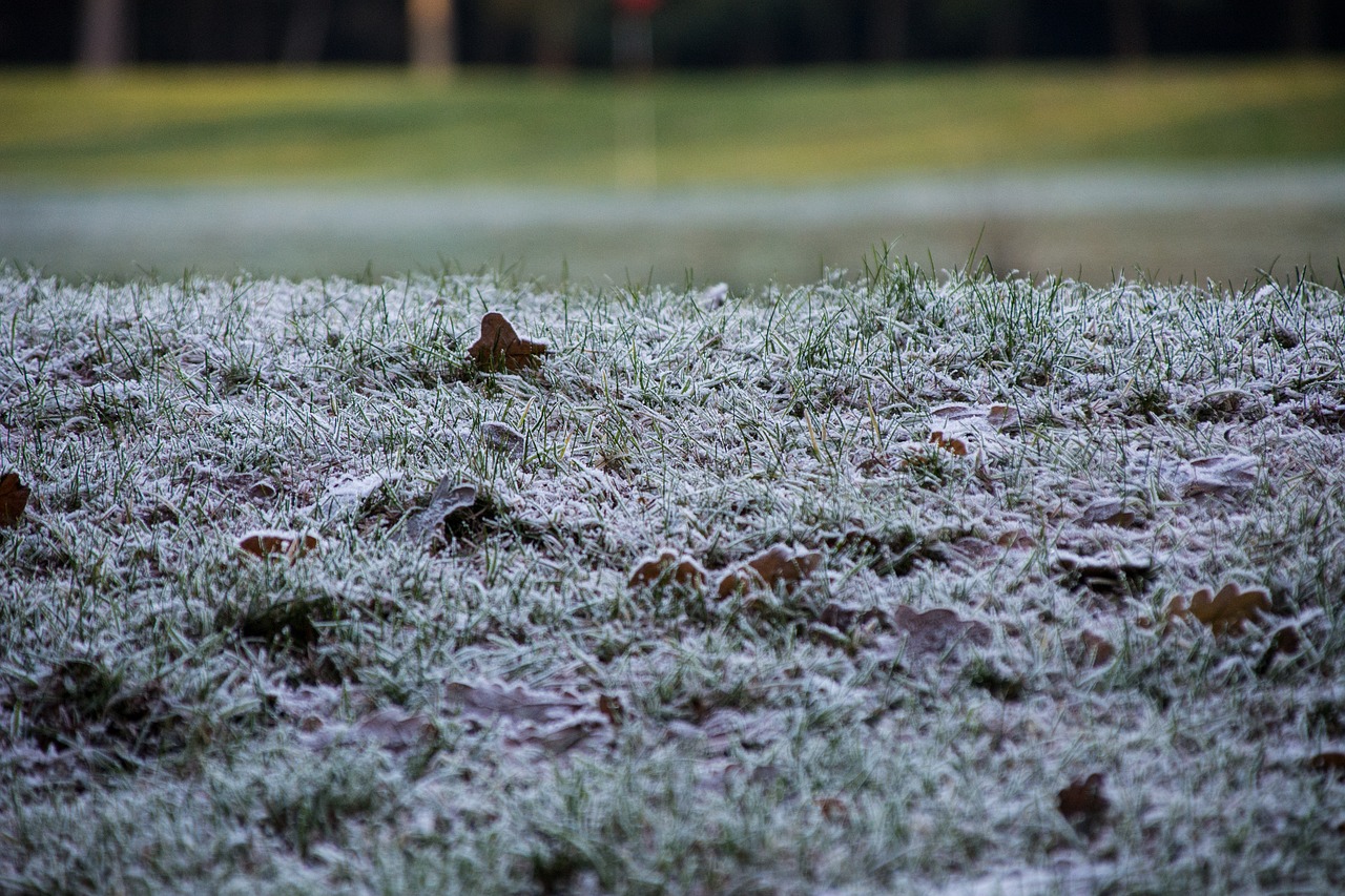 grass nature winter free photo