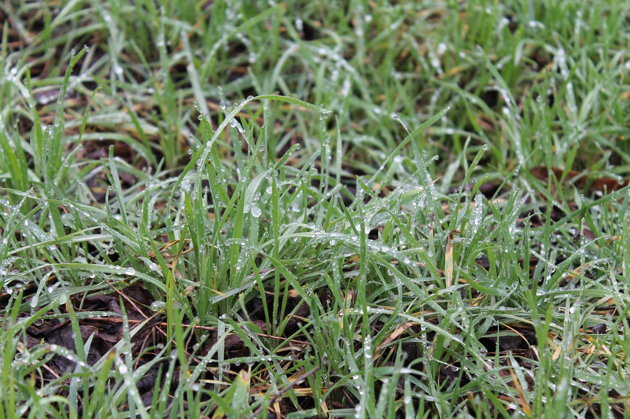 grass nature dew free photo