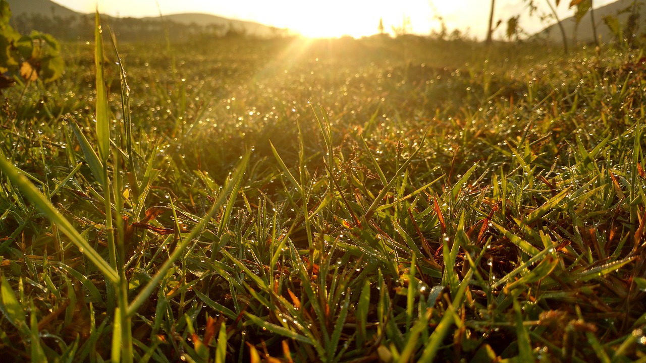 grass sunrise water drops free photo