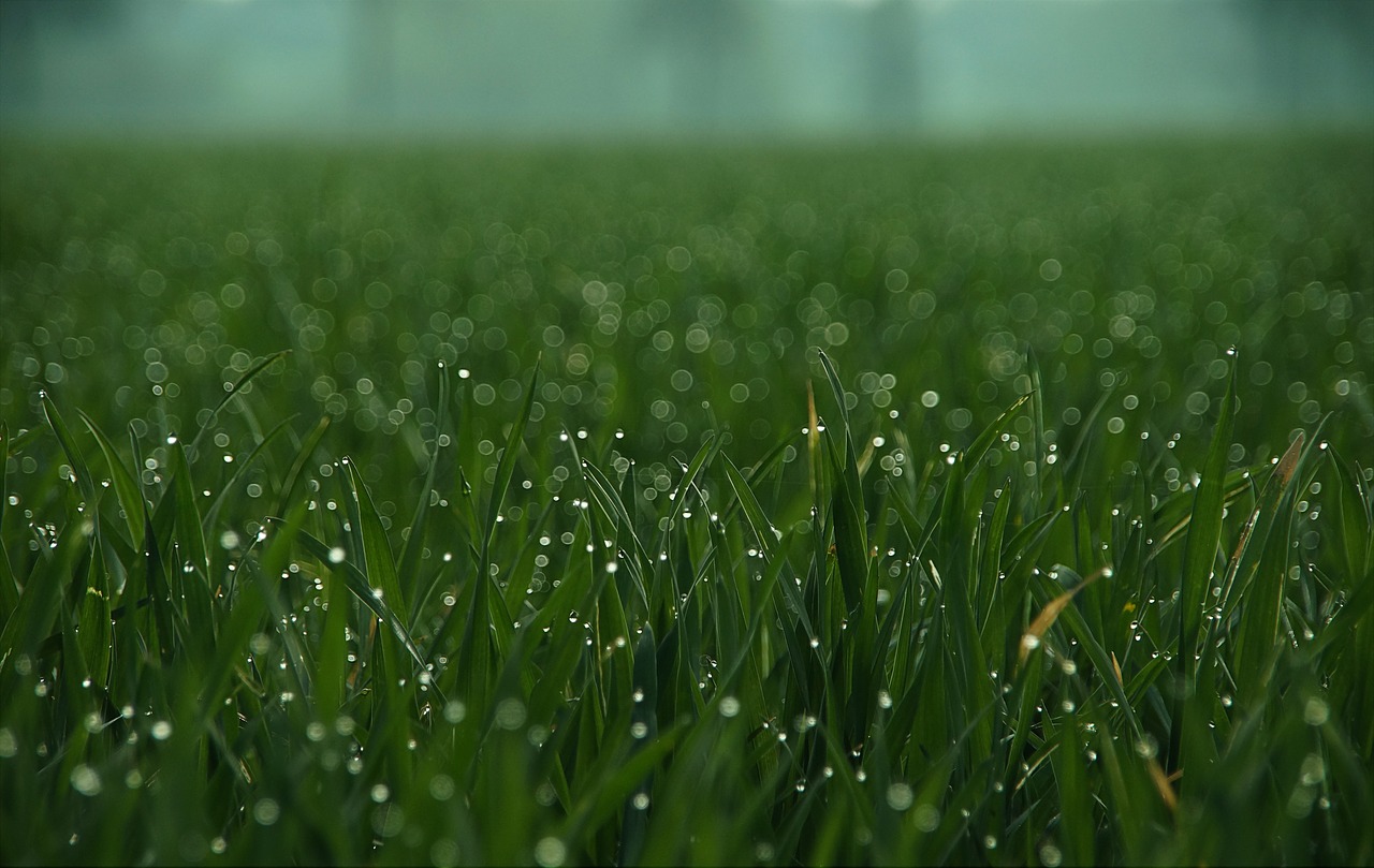 grass drip meadow free photo