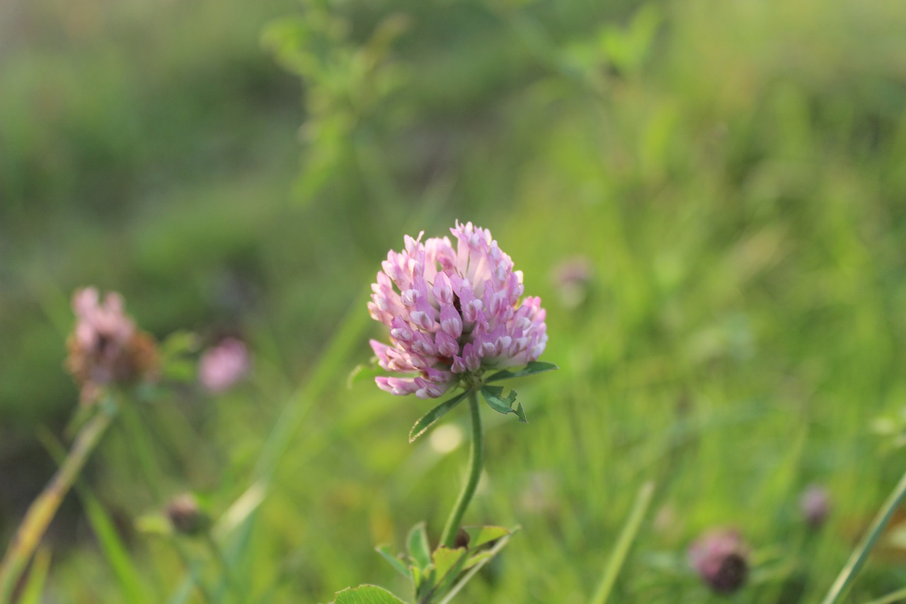 grass flower plant free photo