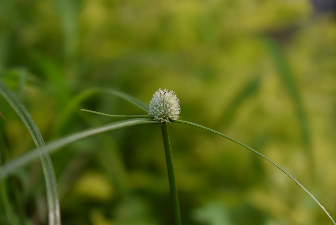 grass flower green free photo