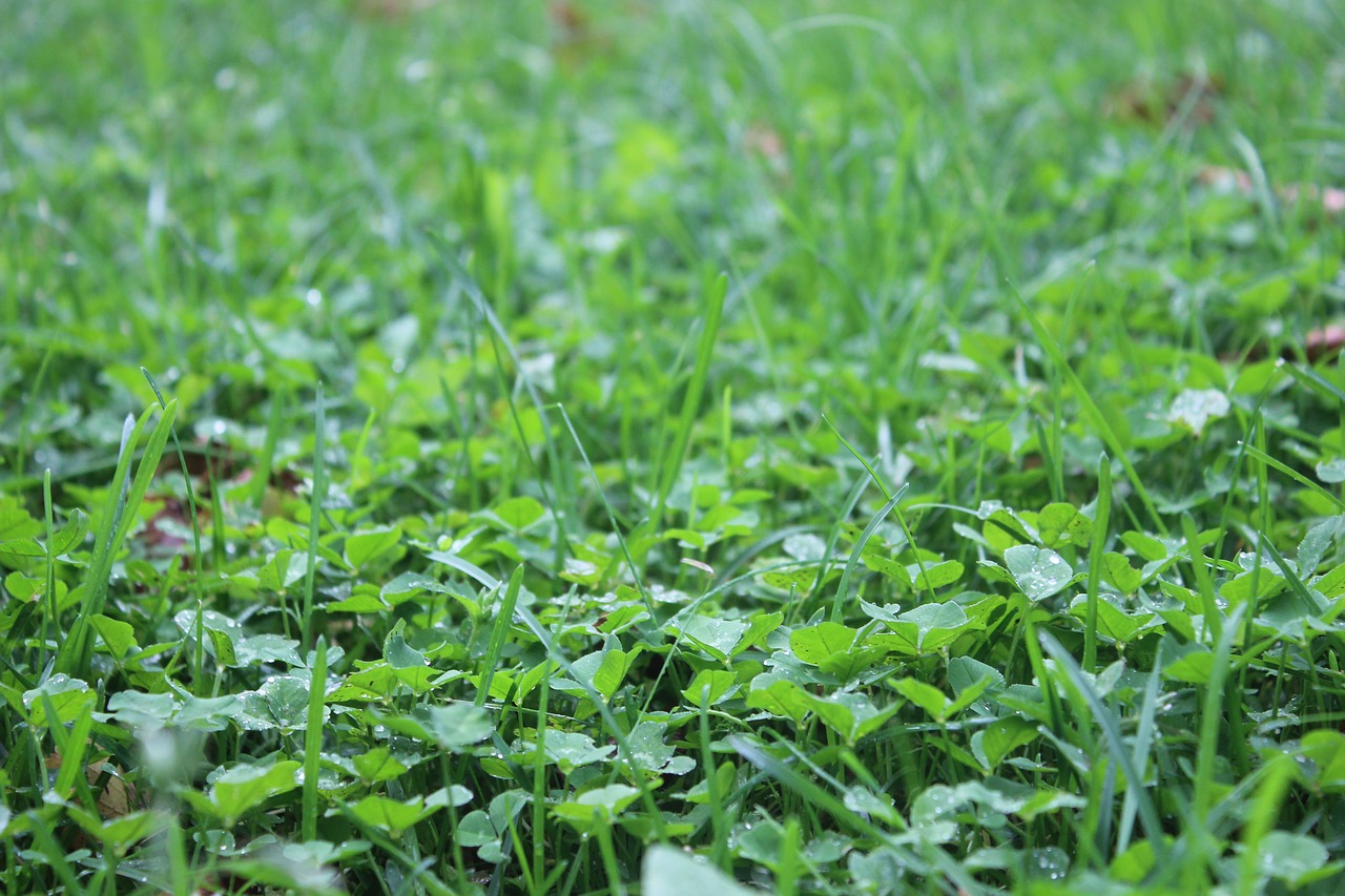 grass green nature free photo