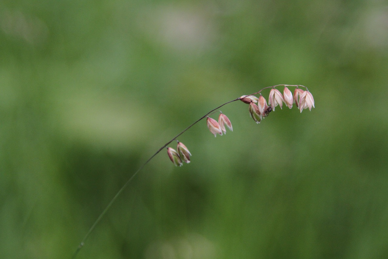 grass plant plants free photo