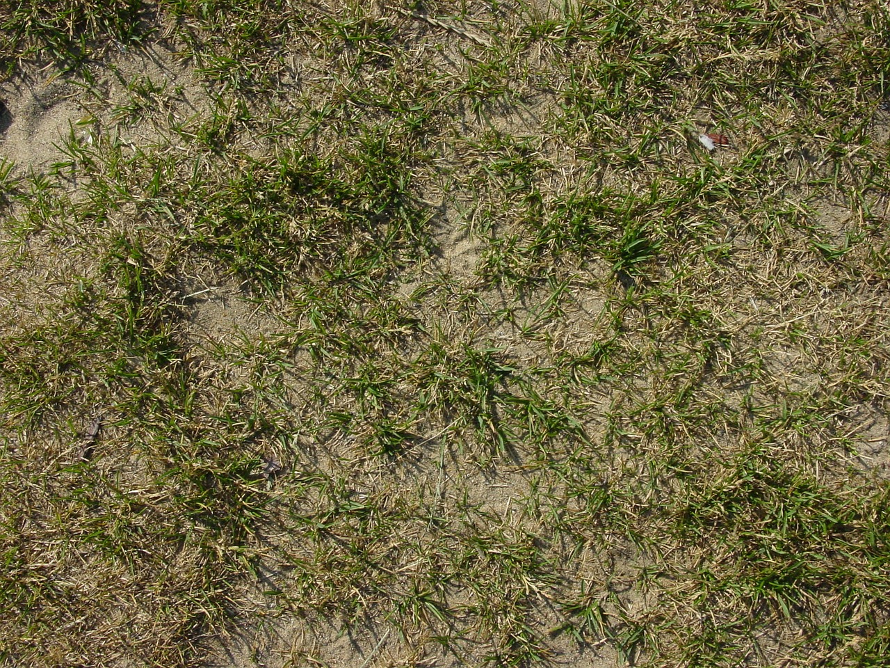 grass grassy ground free photo