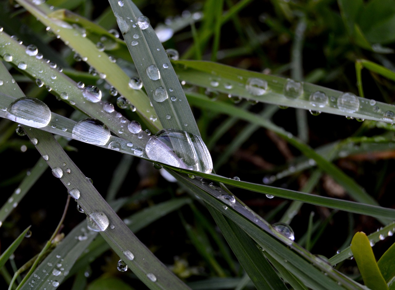 grass rosa rain free photo