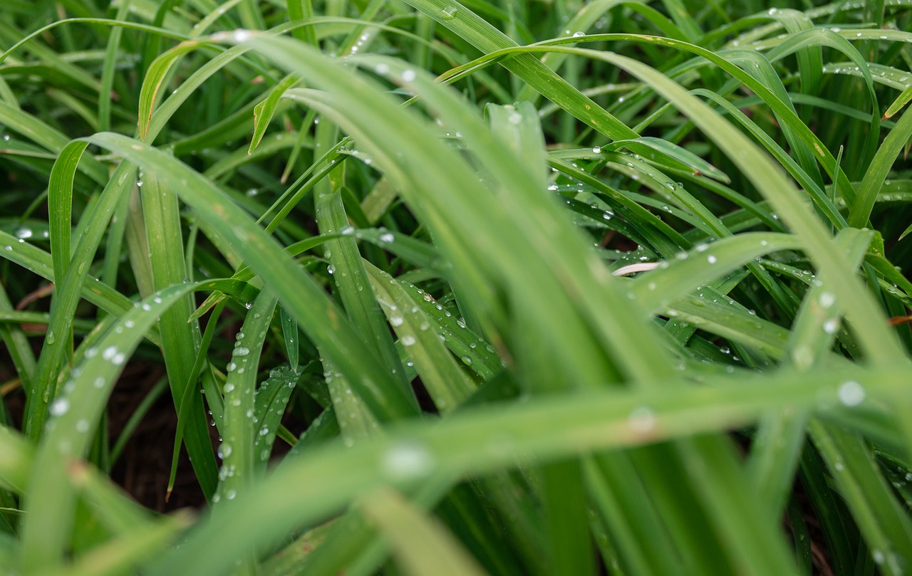 grass drops dew free photo