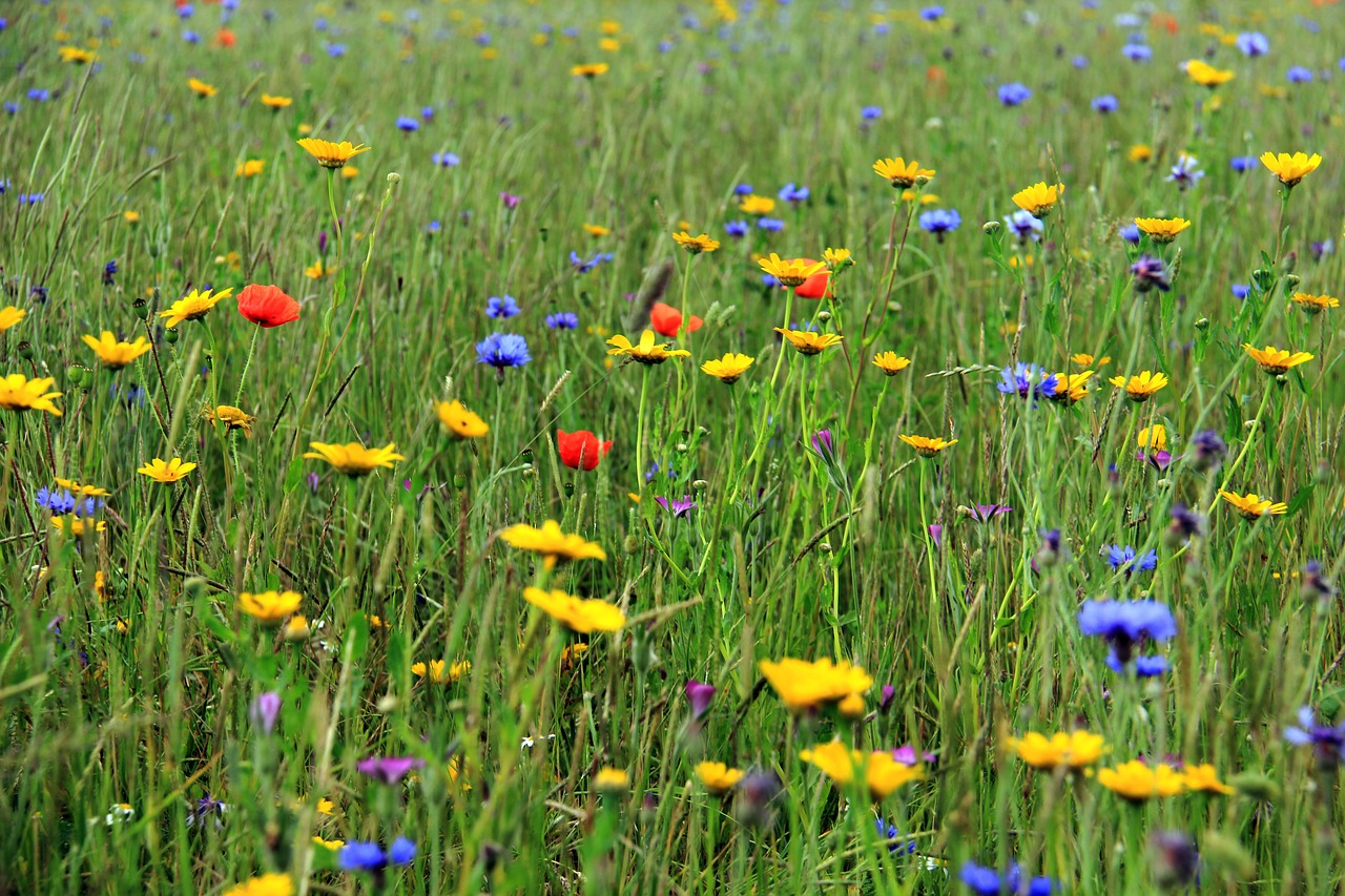 grass flowers colour free photo