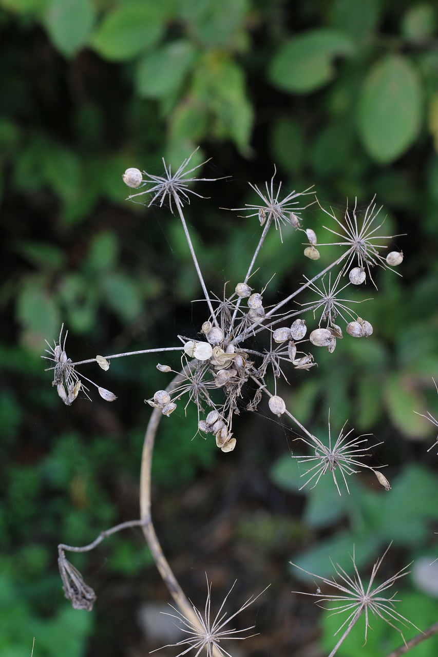 grass wild nature free photo