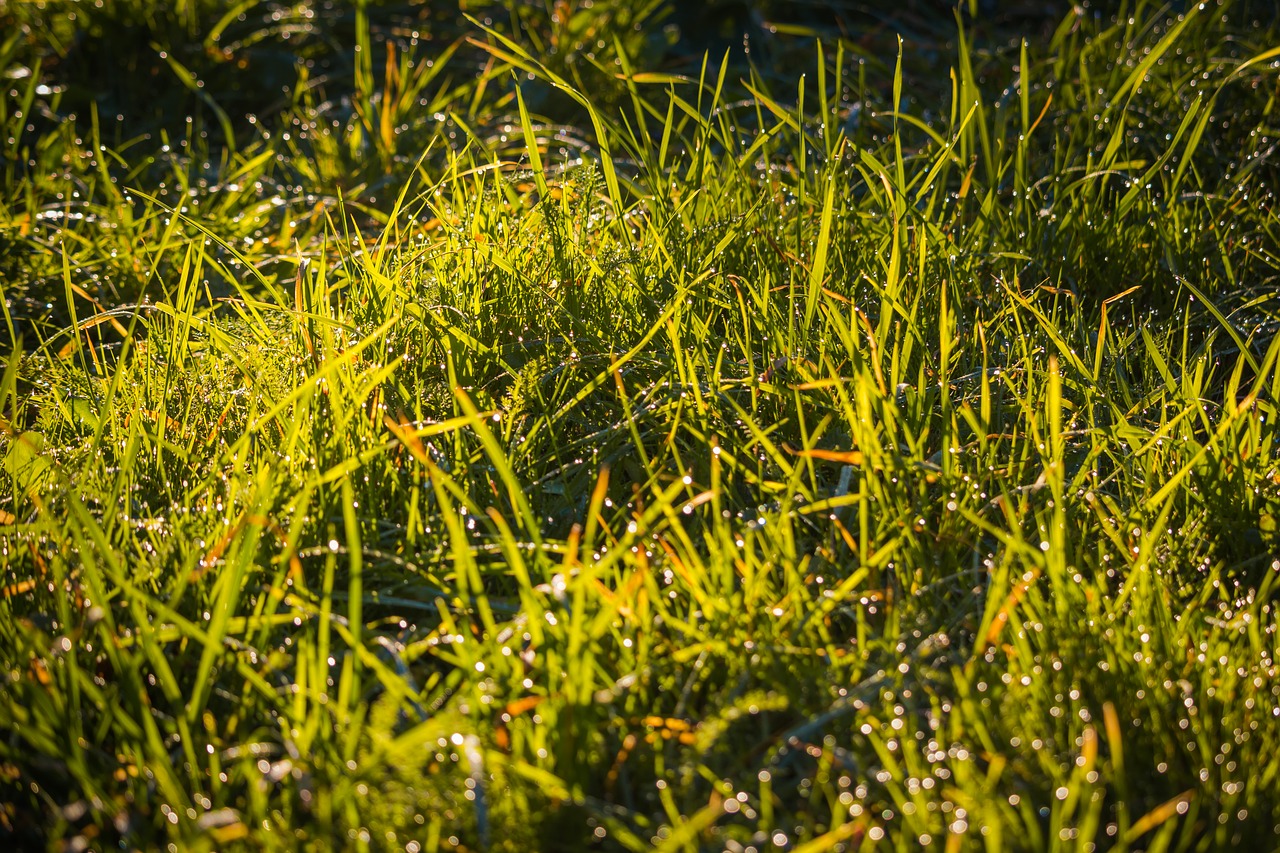 grass dew green free photo