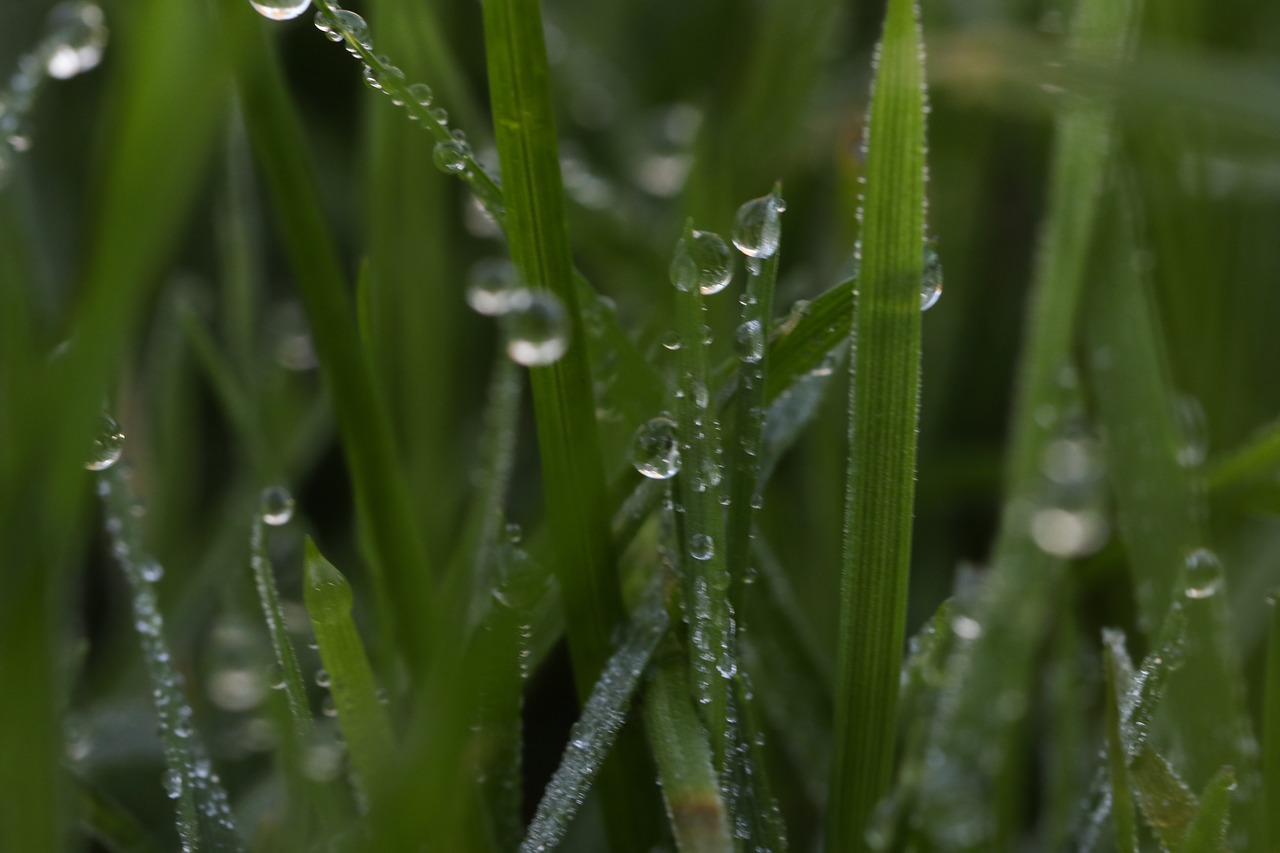 grass waterdrop autumn free photo